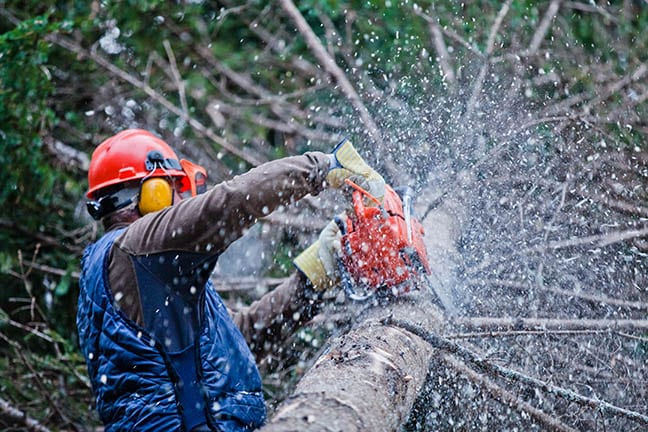 5 Things to Consider Before Doing Tree Removal