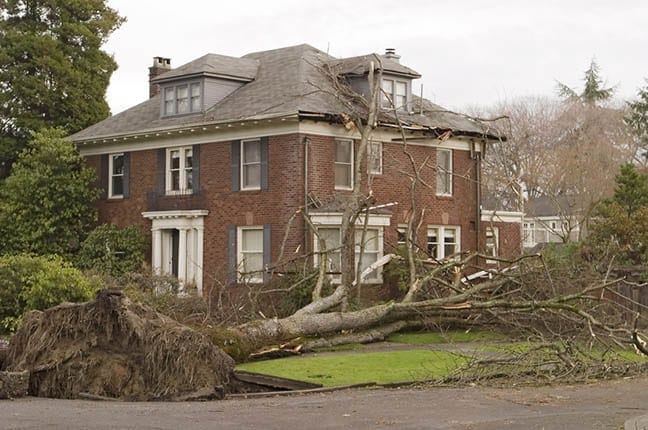 How to cut a big tree? Should you take up processional assistance?