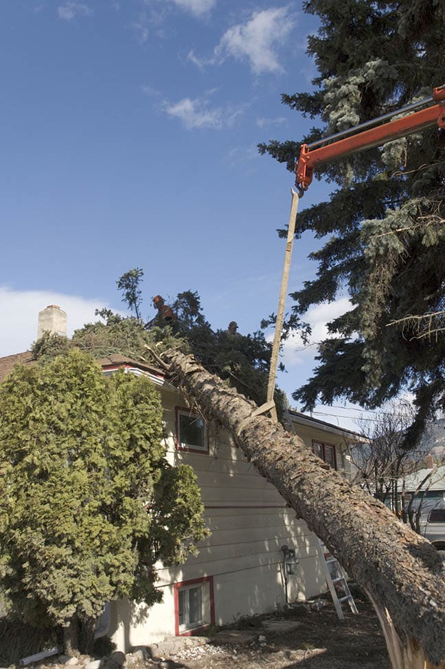 Know about tree removal using cranes