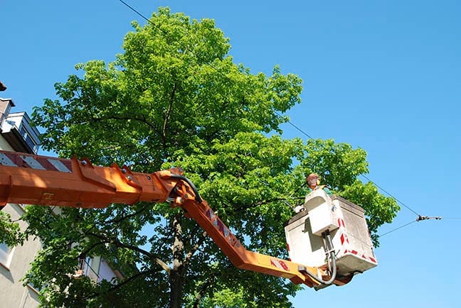 Learn about the popular techniques of tree removal