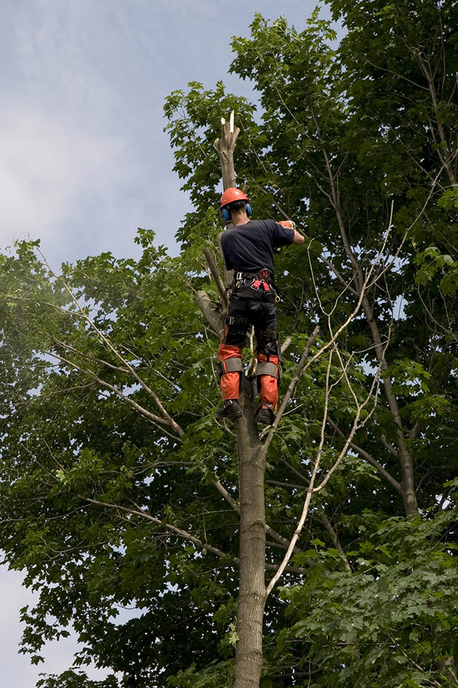 Why you need to hire the tree removal services?